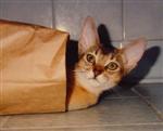 Sherry Baby in a paper bag