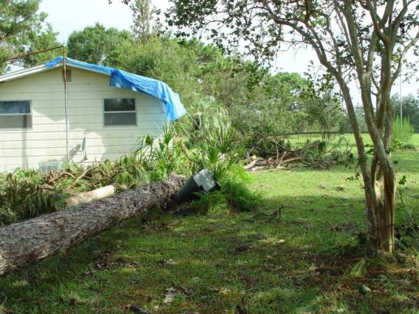 View of Pine Tree that knocked the Royal Palm down onto the Front Left Corner of the House