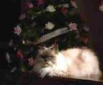 Baby Kitty in front of Christmas Tree
