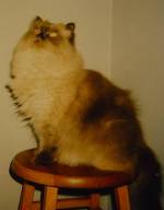 Baby Kitty Poses on the Kitchen Stool