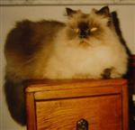 Baby Kitty on an antique Wash Stand