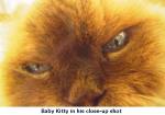 Close up photo of Baby Kitty