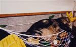 Bubba Kat in his hammock after a rough day on the sailboat - about 1985