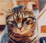 Bubba Kat in the sailboat around 1986