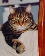 Bubba Kat in sailboat galley