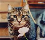 Bubba Kat with a flower in the sailboat - pre 1988