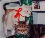 Bubba and Kitty Kat Cat in Sail Boat 1986 Christmas