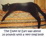 The Duke of Earl was a full grown kitty when he came to us