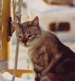 Kitty Kat Cay on the sailboat