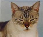 Kitty Kat Cay enjoying the outside