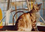 Kitty Kat Cat in his sailboat