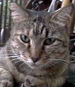 Momma Cat on August 27, 2004