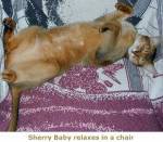 Sherry Baby in June 2004